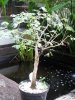 bonsai_ 041a.JPG