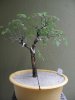 bonsai_ 010a.JPG