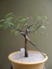 bonsai_ 011a.JPG