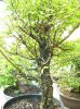 SGN cork elm 2.jpg