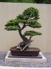 Pacific Rim Bonsai 059.jpg