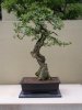 Pacific Rim Bonsai 009.jpg