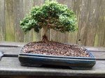 liveoakboxwood.jpg