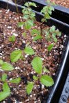 Elm Seedlings.jpg