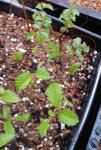 Elm Seedlings Circled.jpg