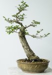 siberianelm-may16-001.jpg