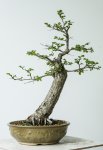 siberianelm-may16-002.jpg