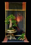 FicusDisplay1A.jpg