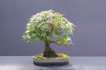 acer maple bonsai 0808.jpg