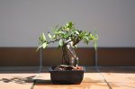 FICUS #3; 050215.JPG