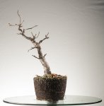 Barrosinc - bonsai 2016 - malus - 0001.jpg