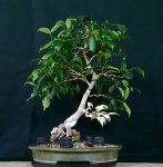 ficus%201%202015%201.jpg