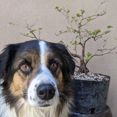 Quince tree 2024 border collies