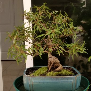 Ficus nerifolia informal upright - Beginning of a bonsai