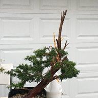 DrBonsai