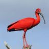 Scarlet Ibis