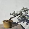 Sage_bonsai