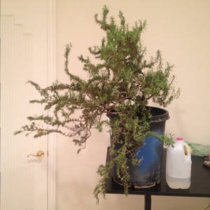 rosemary work in progress