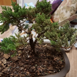 Bonsai