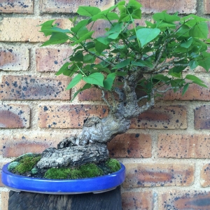 Kiraku Bonsai Trees