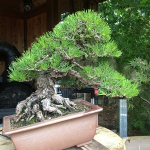 Yamadori Black Pine
