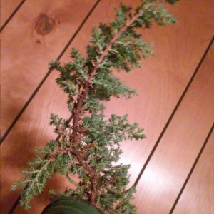 Metal Grootvader's First Juniper