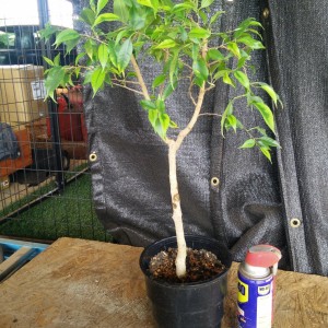 Ben Ficus Pruning