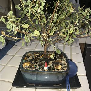 Help Satsuki Azalea Bonsai