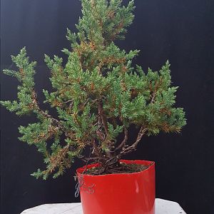 Redpot candelabra juniper