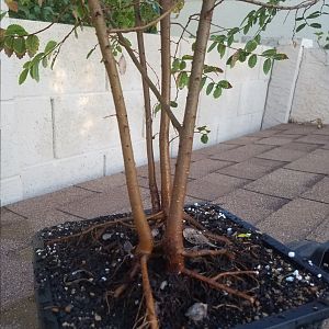 Chinese Elms from Seed