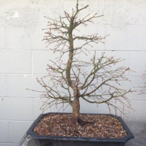 Acer Palmatum Update Album