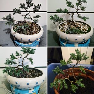 Juniper Squamata (Blue Star)