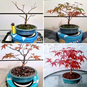 Deshojo Maple