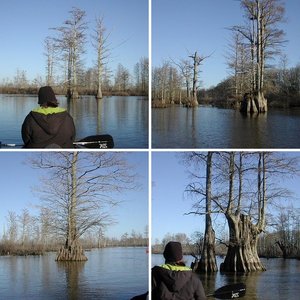 Bald Cypress Cache River, Illinois