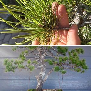 Yugen, Shore Pine, Yamadori