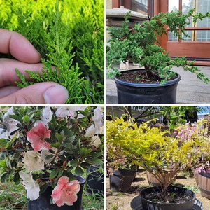 bonsai projects