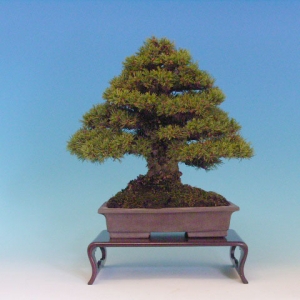 Bonsai 17: Japanese 5-needle pine