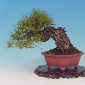 Bonsai 18: Akamatsu pine