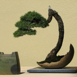 Pacific Rim Bonsai Collection