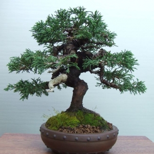 Juniperus c. Itoigawa