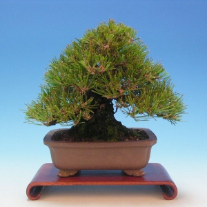Bonsai 22: Japanese black pine