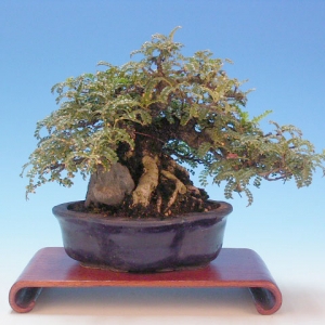 Bonsai 23: Isoyama elm