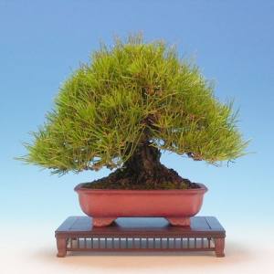 Bonsai 24: Japanese black pine