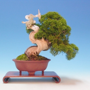 Bonsai 26: "True" Kashiwa juniper