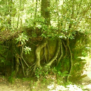 Natural Root-Over-Rock