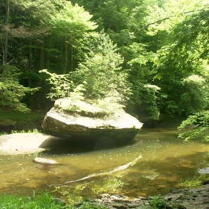 Natural forest planting on a rock