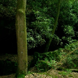 Natural Cascading Rhododendron