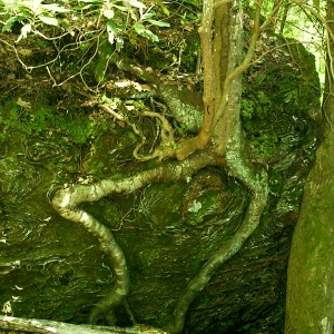 Natural root over awesome rock