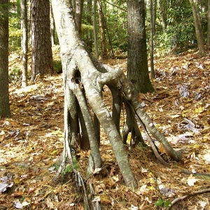 Natural Neagari (exposed root)