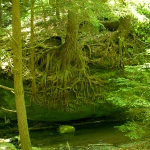 How's that for root over rock?